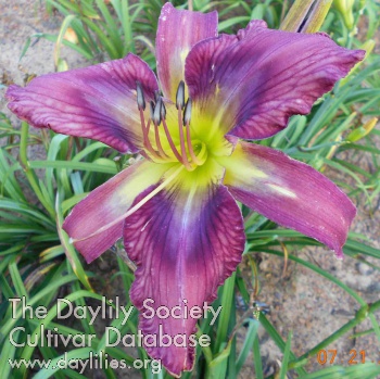 Daylily Stained Window